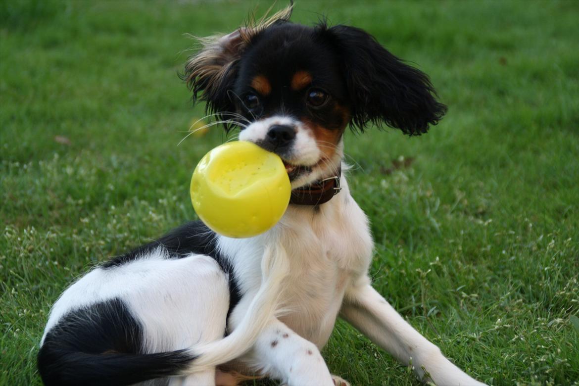 Cavalier king charles spaniel Sako billede 13