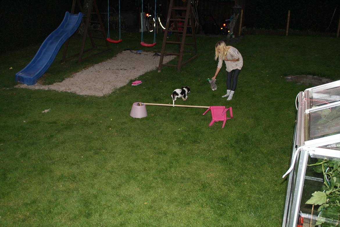 Cavalier king charles spaniel Sako billede 14