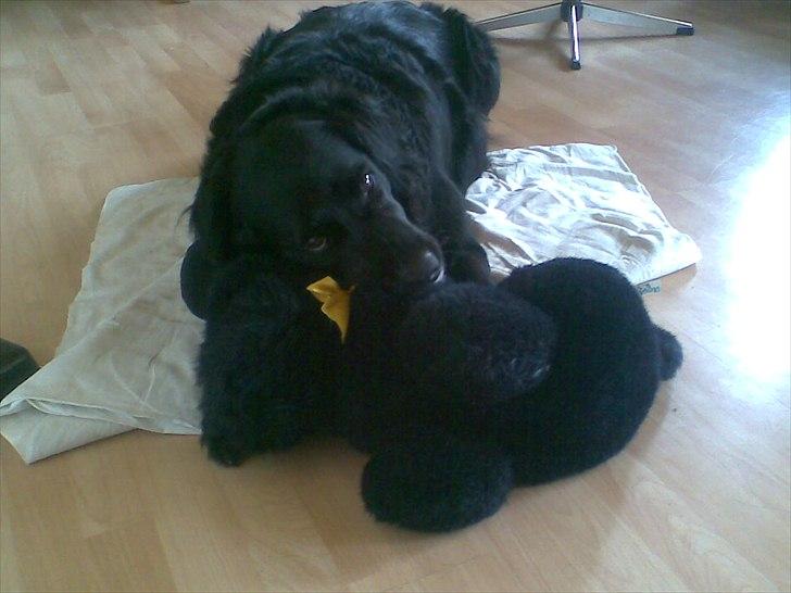Flat coated retriever Freja - Nyt hun putter lige med bamsen :-) billede 16