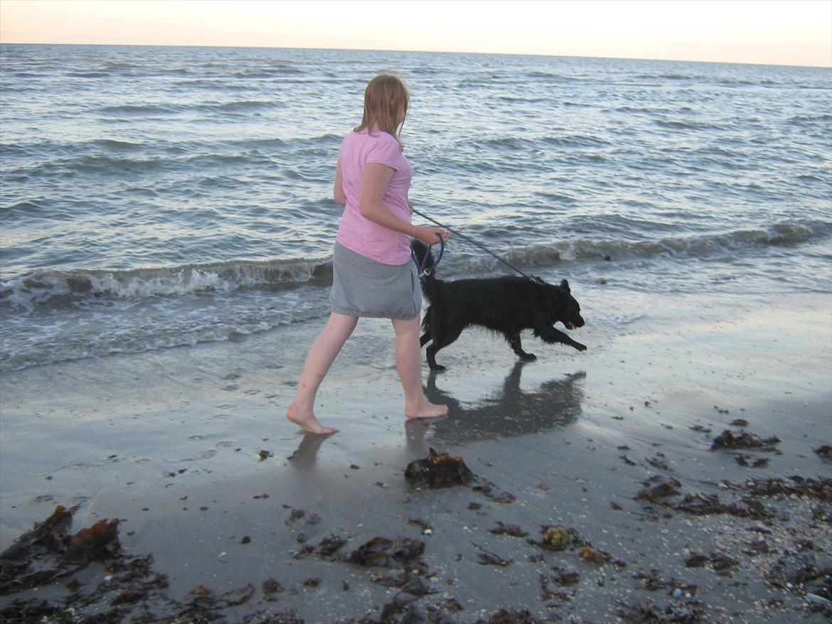 Flat coated retriever Freja - Nyt lige en lille tur ved stranden  billede 17