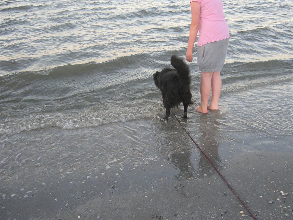 Flat coated retriever Freja - Nyt lige en lille tur ved stranden  billede 18