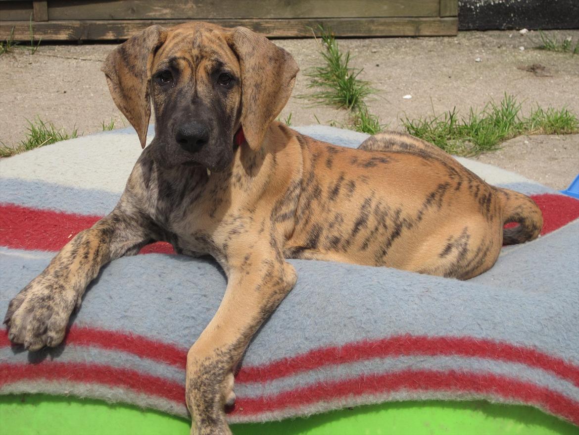 Grand danois Annabell billede 1