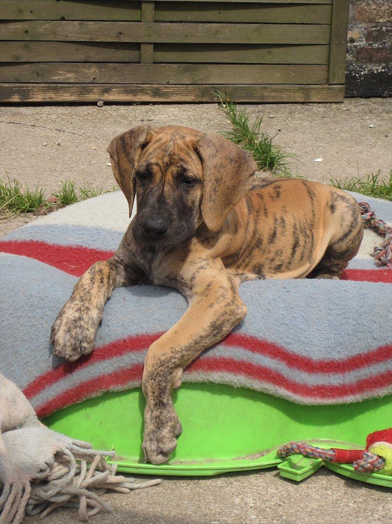 Grand danois Annabell billede 2