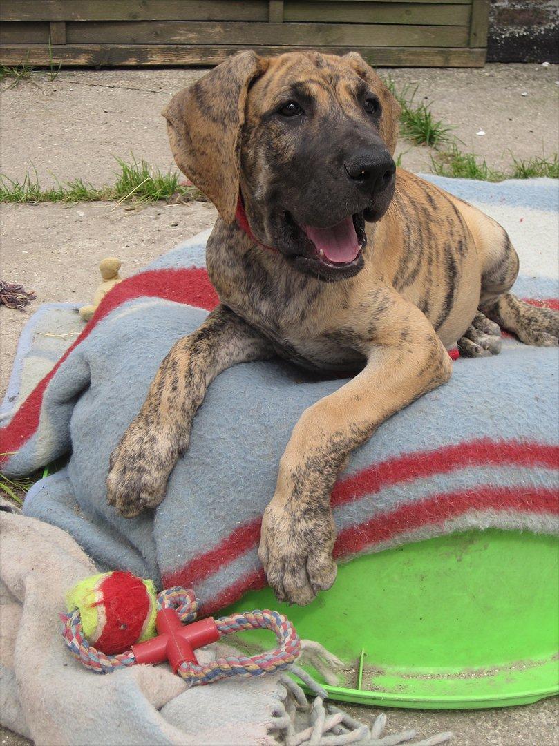 Grand danois Annabell billede 3