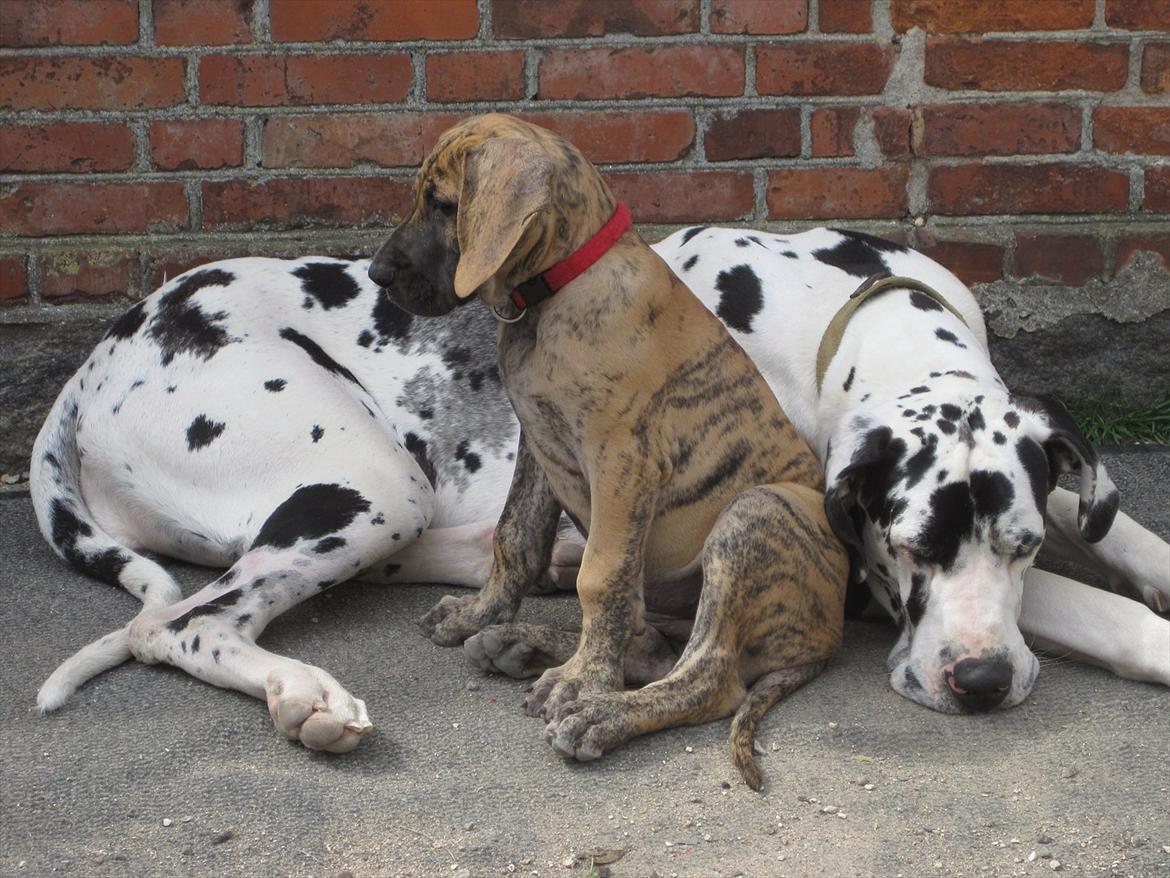 Grand danois Annabell billede 4