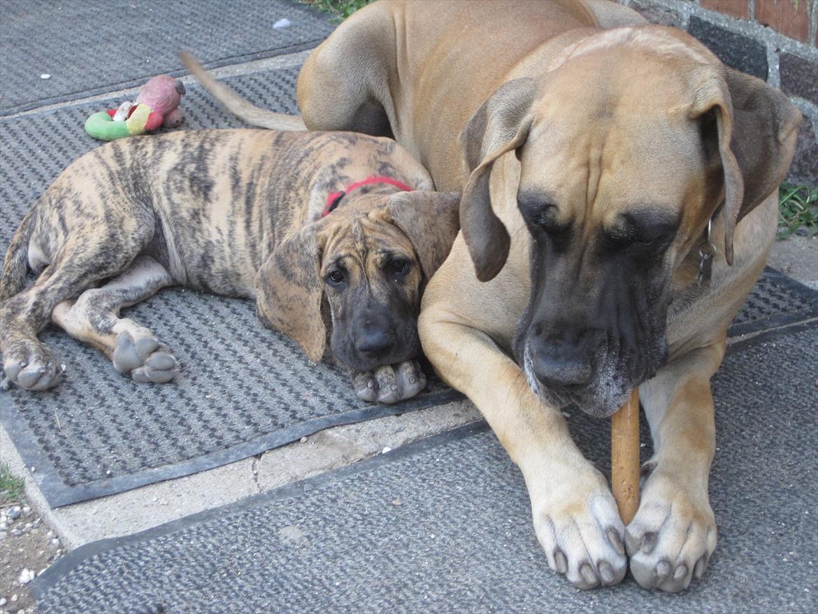 Grand danois Annabell billede 5