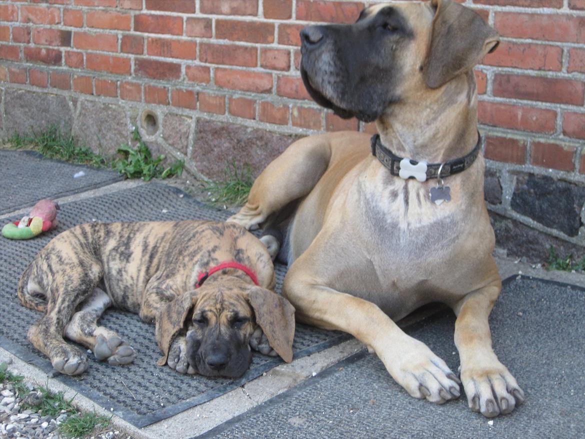 Grand danois Annabell billede 6