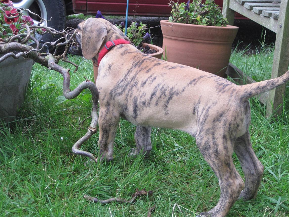 Grand danois Annabell billede 7