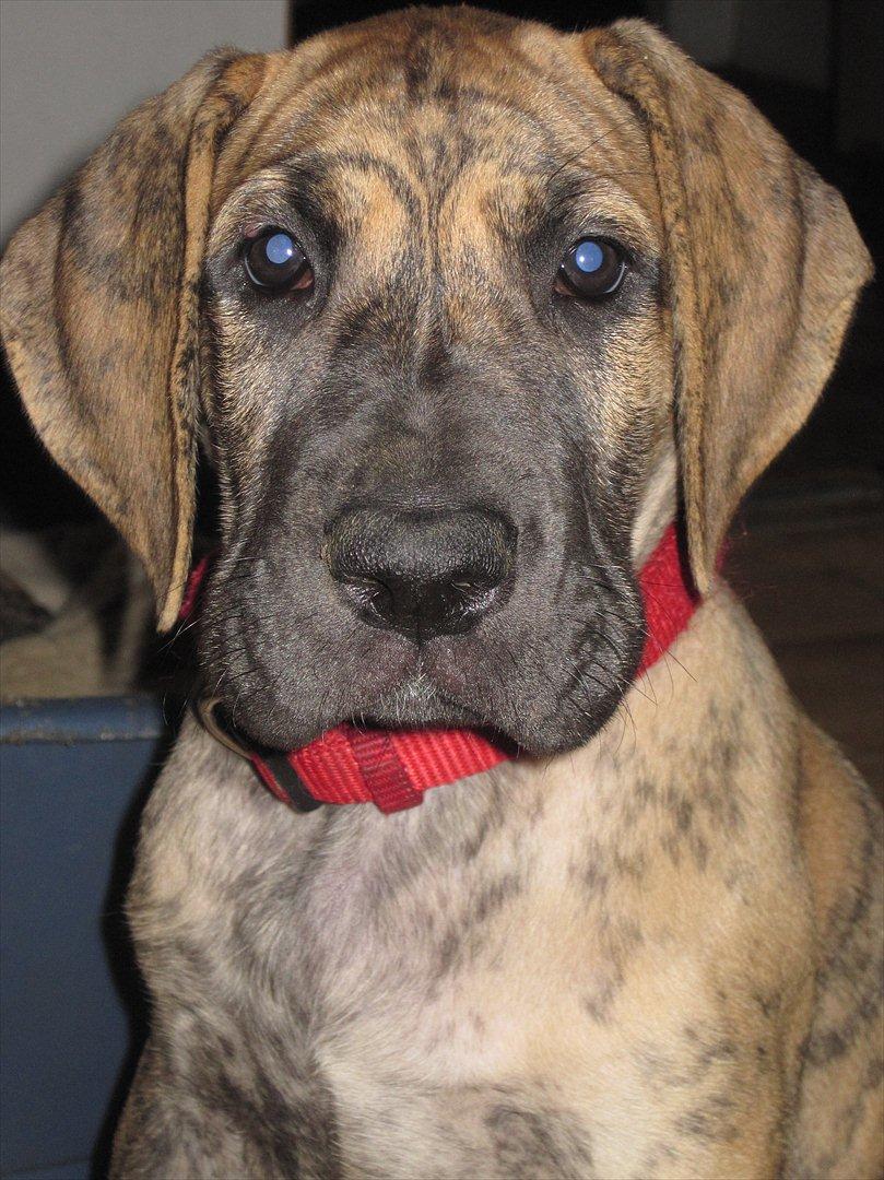 Grand danois Annabell billede 8