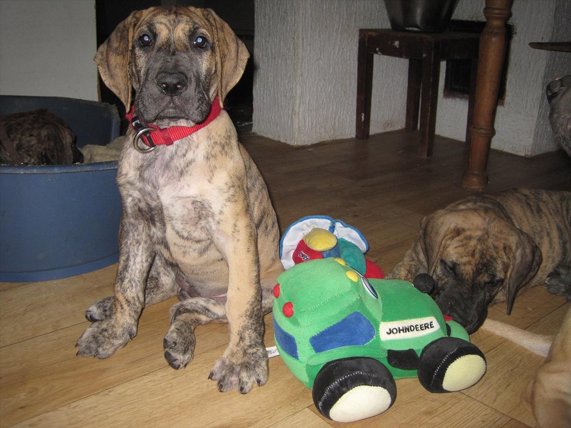 Grand danois Annabell billede 9