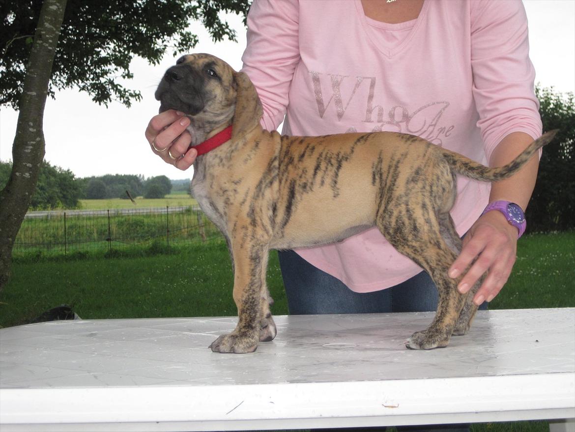 Grand danois Annabell billede 10