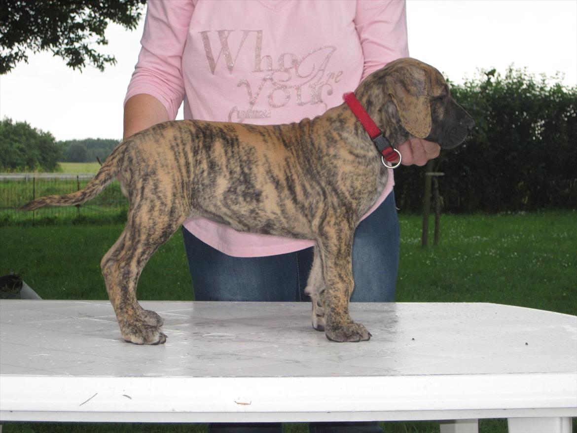 Grand danois Annabell billede 11