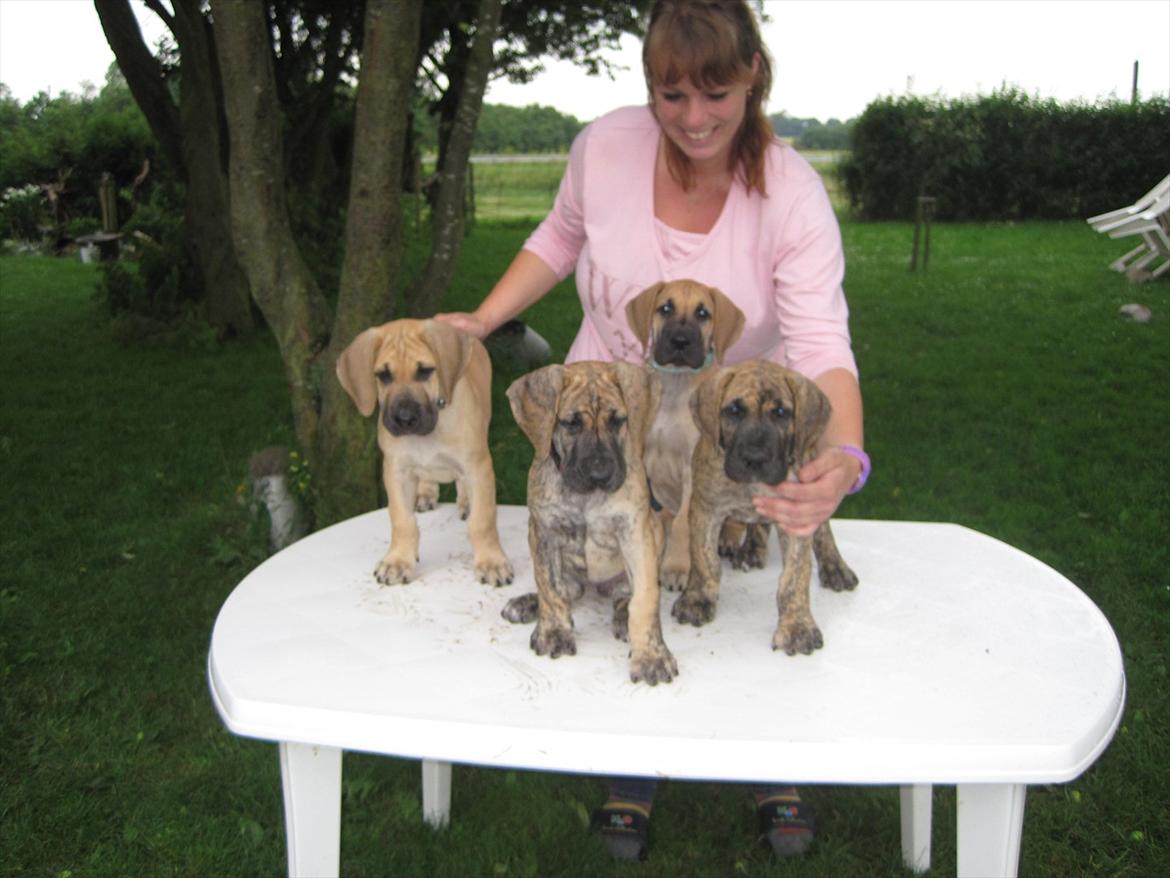 Grand danois Annabell billede 12