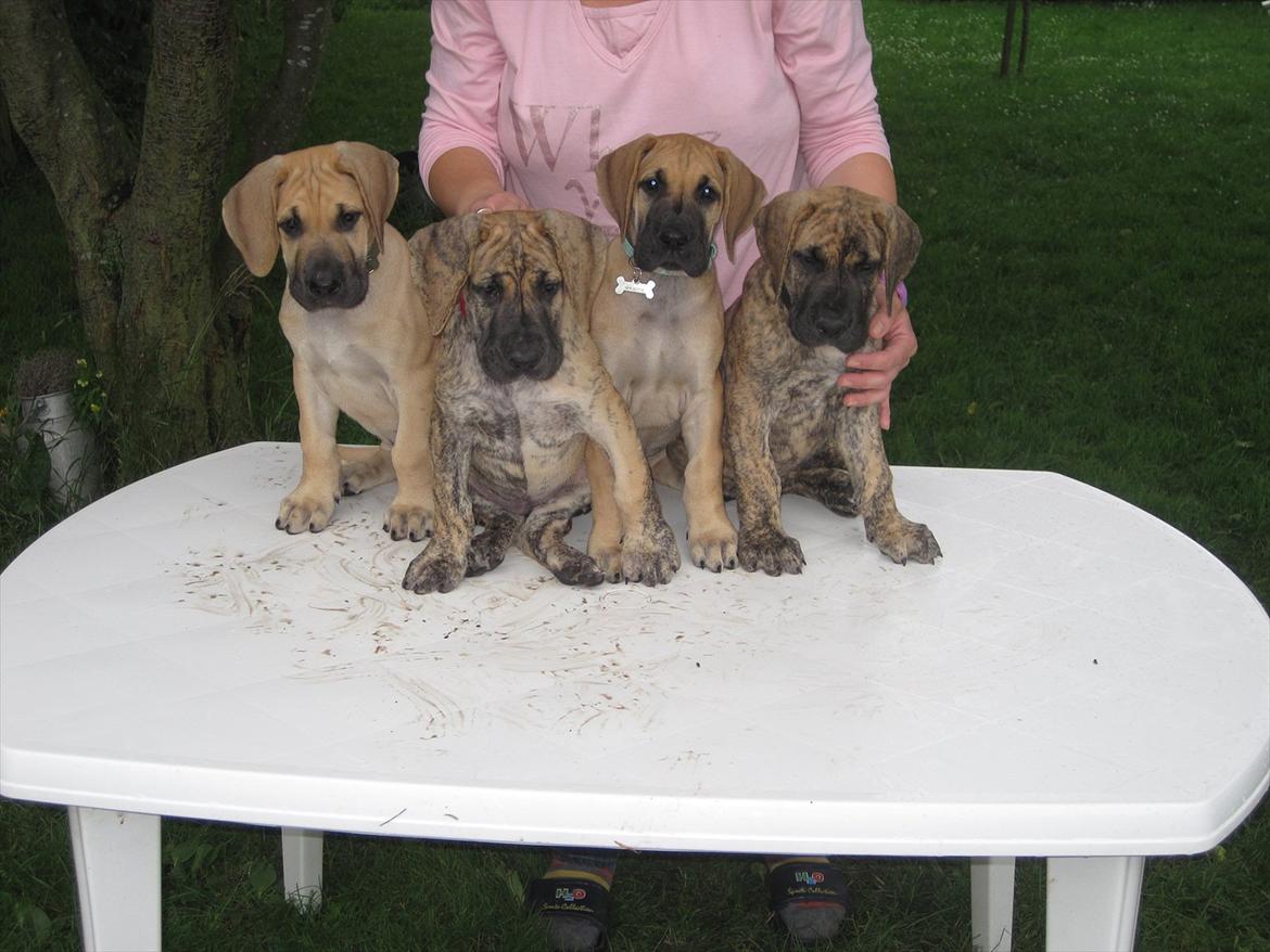 Grand danois Annabell billede 13