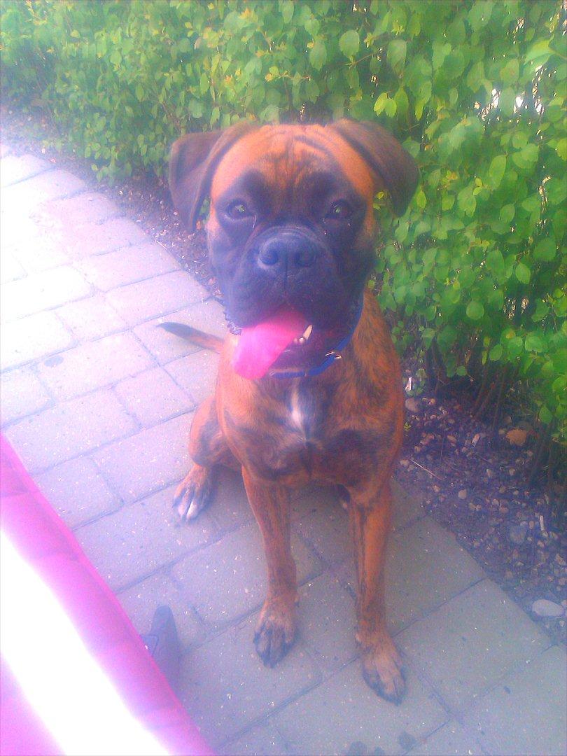 Boxer Mito billede 14