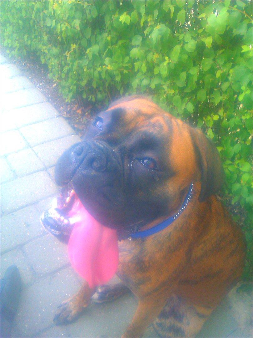 Boxer Mito billede 15