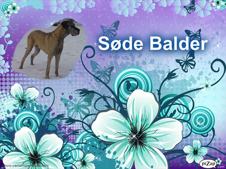 Grand danois Balder billede 1