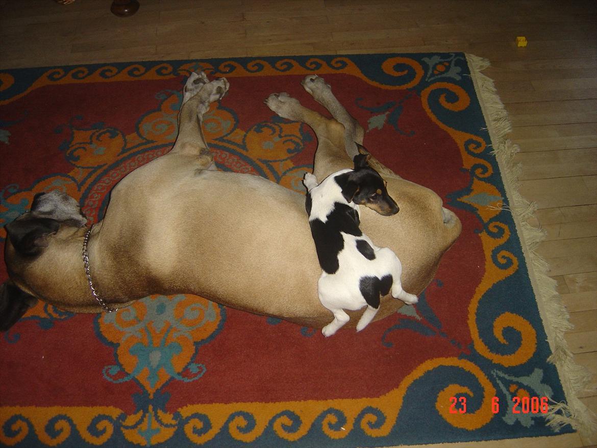 Grand danois Balder - Balder leger med Nuser billede 2