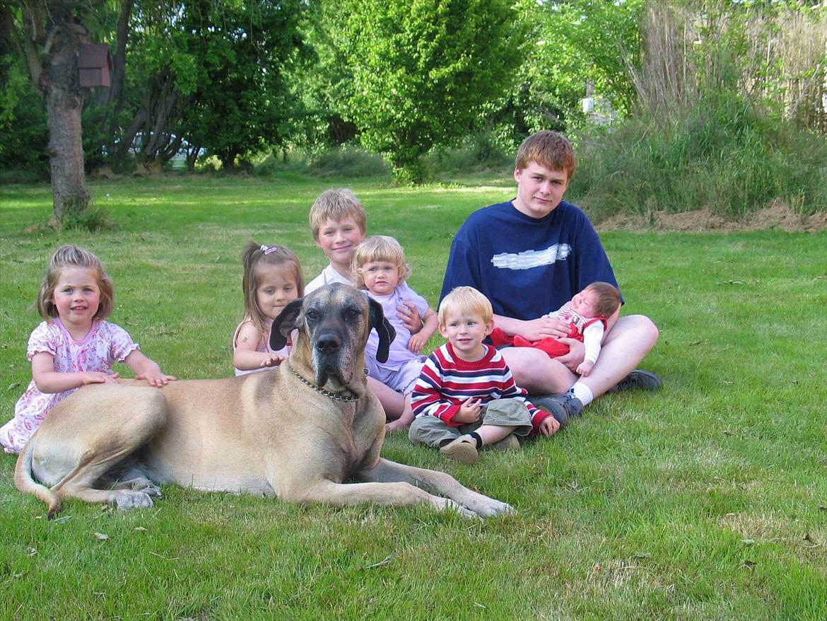 Grand danois Balder - Balder sammen med familen billede 3