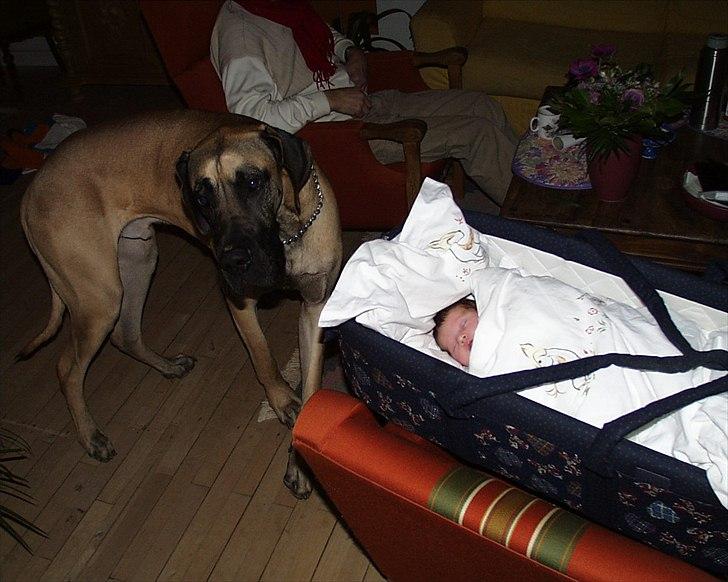 Grand danois Balder billede 4