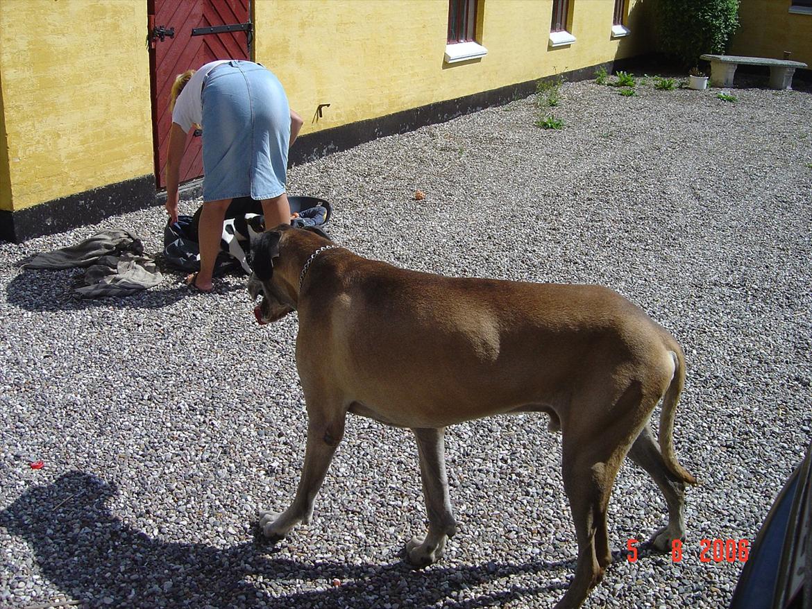 Grand danois Balder billede 5