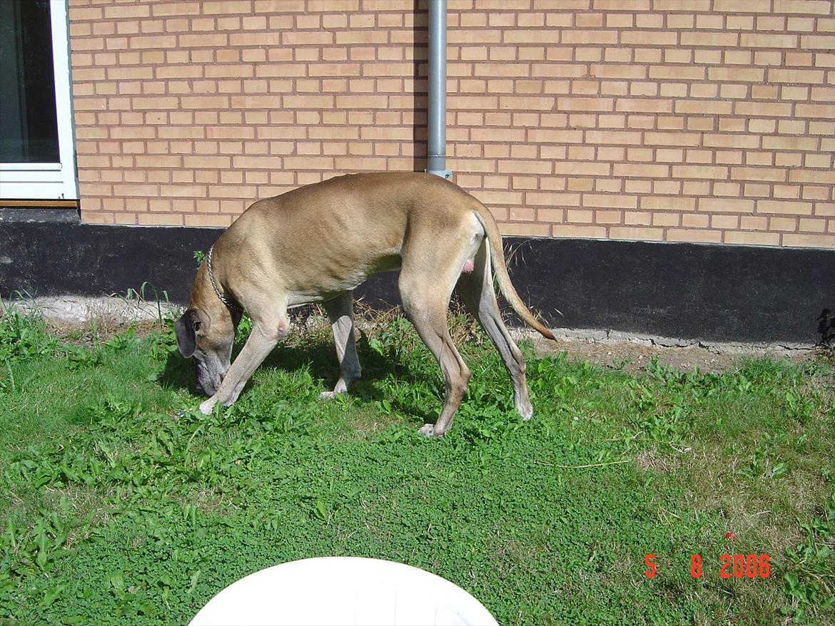 Grand danois Balder billede 6