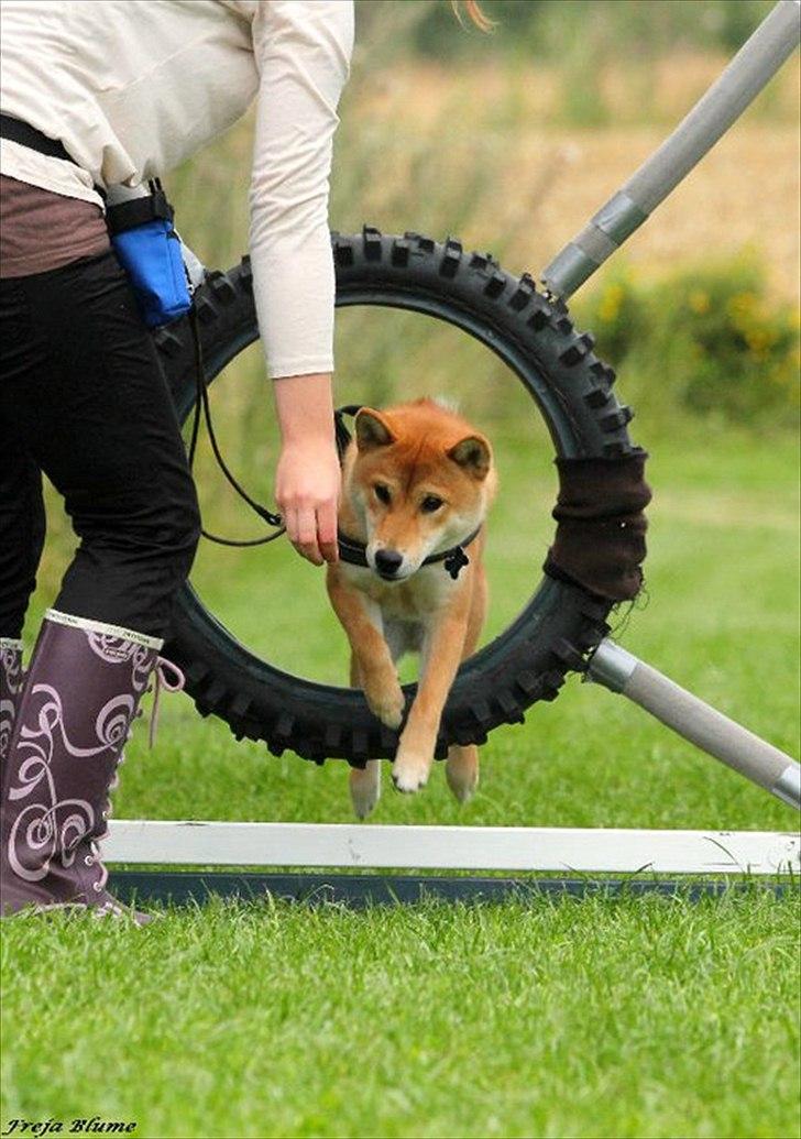 Shiba Heok's Ryuu kaldes Taiko - 13 måneder gammel til agility :)
Taget af Freja Blume :) billede 14