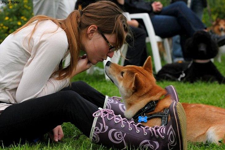 Shiba Heok's Ryuu kaldes Taiko - 13 måneder gammel :)
Taget af Freja Blume :)
 billede 15