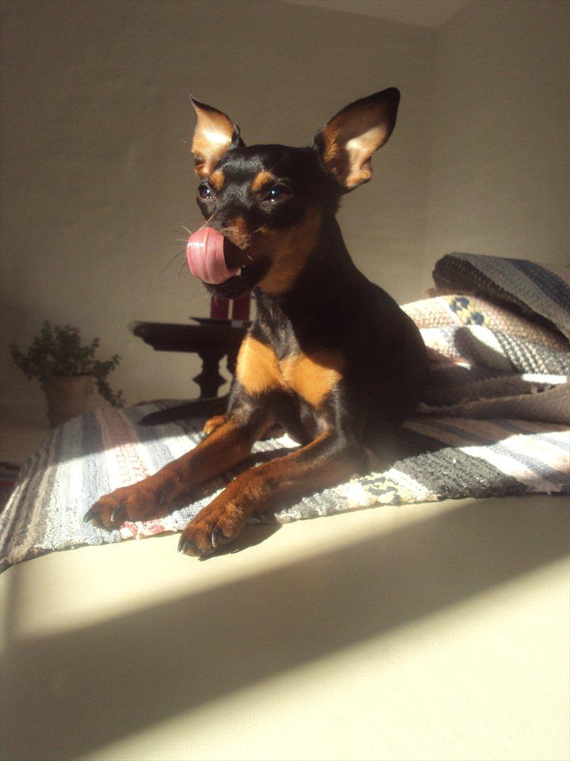 Prazsky krysarik Cleo (Bims) billede 13