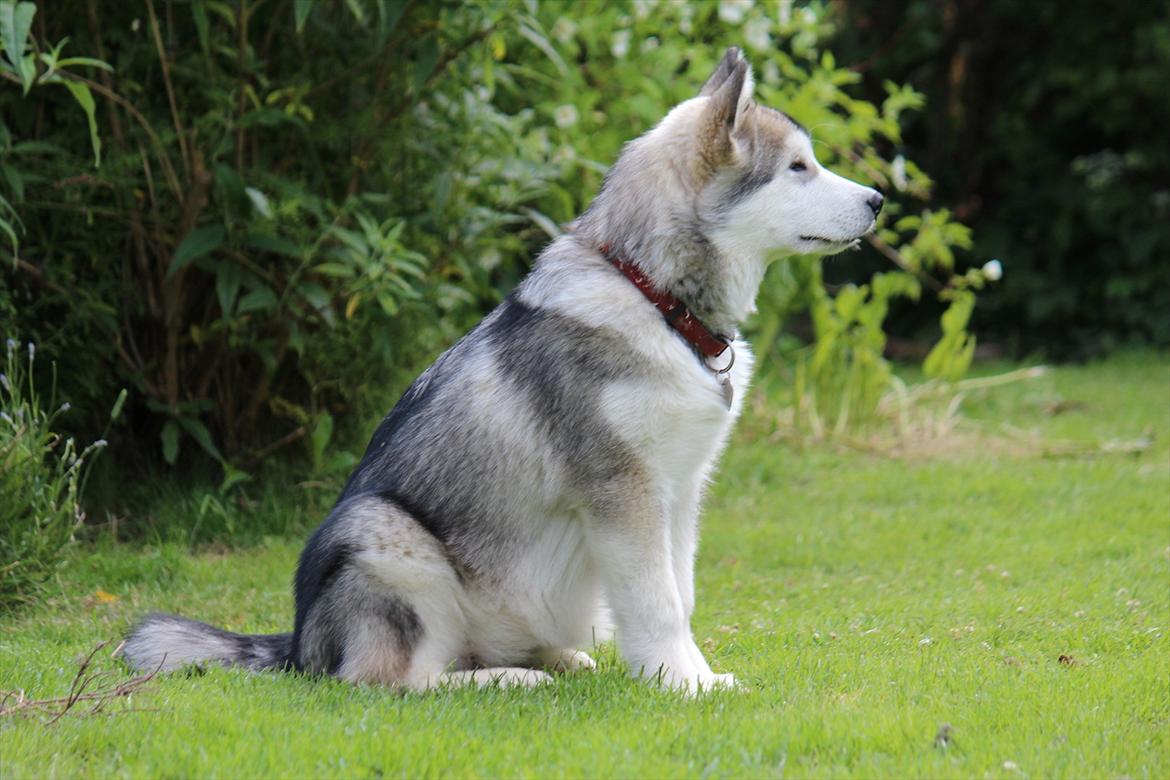 Alaskan malamute Akhasia - Meget opmærksom :) billede 8