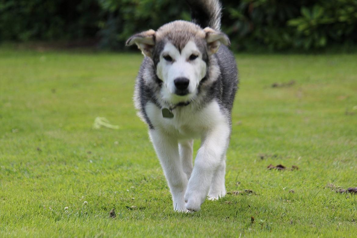 Alaskan malamute Spanto - I fuld fart billede 8