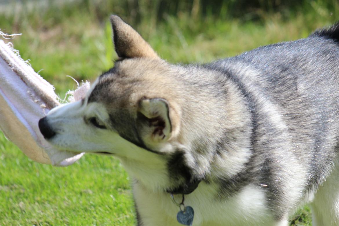 Alaskan malamute Spanto - Lege, lege, lege billede 9