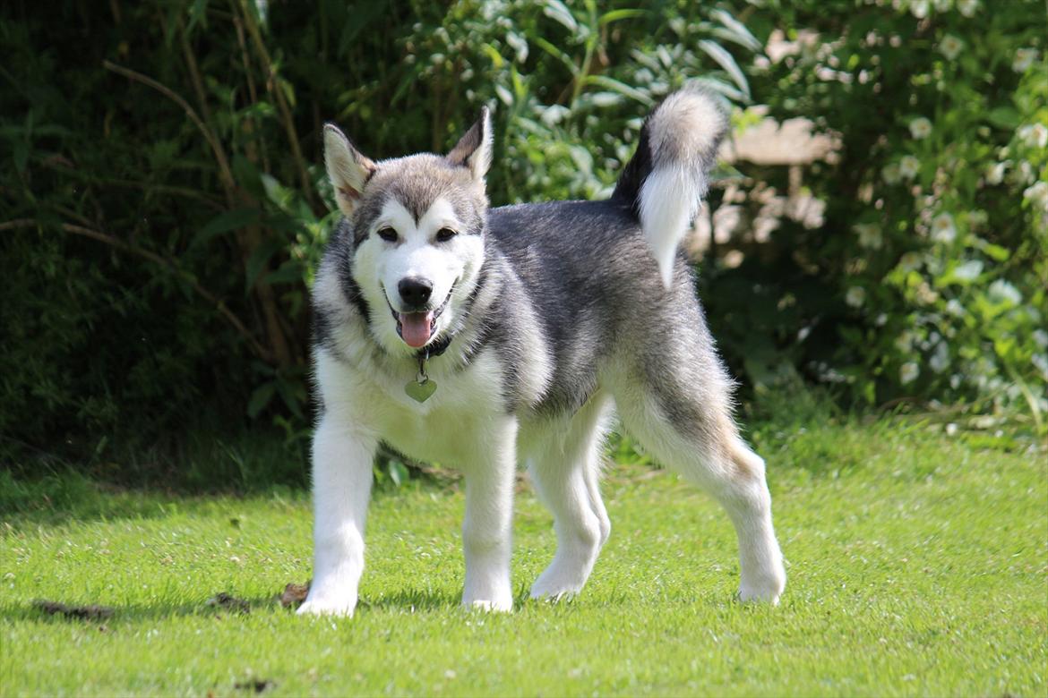 Alaskan malamute Spanto billede 10