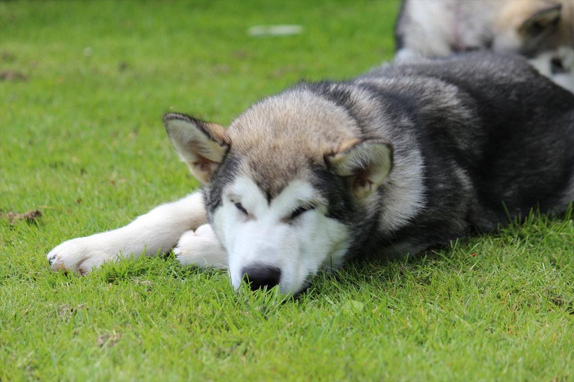 Alaskan malamute Spanto - Godnat :) billede 11