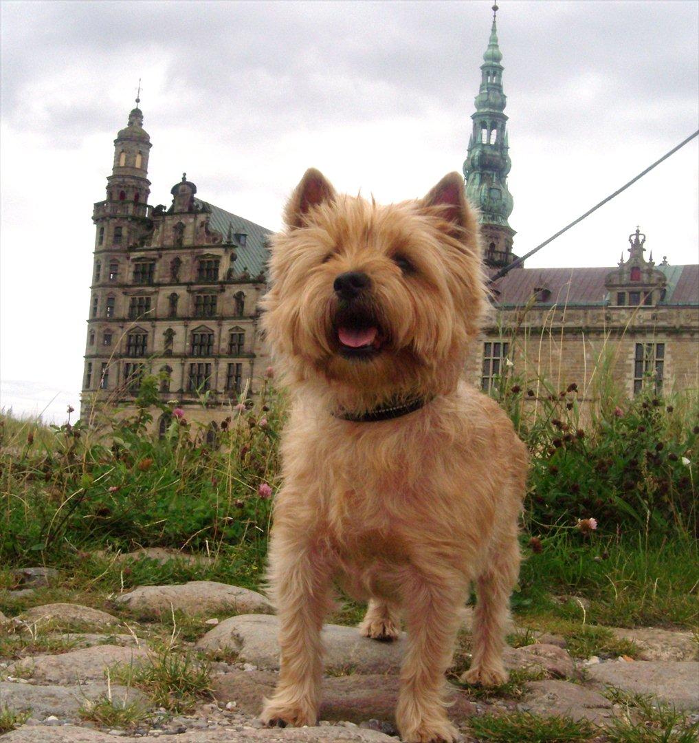 Cairn terrier Fidel - Hej og velkommen til min profil, jeg hedder Fidel  ;o) billede 1