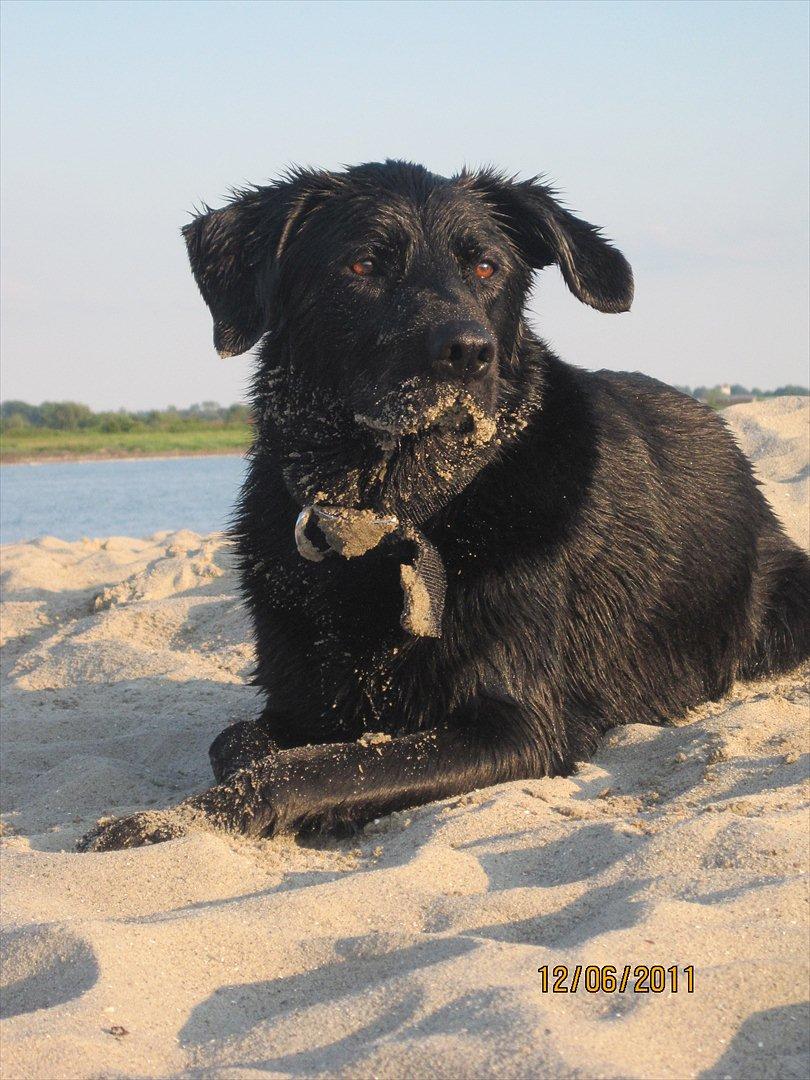 Labrador retriever Molly - En smuk skabning. billede 1