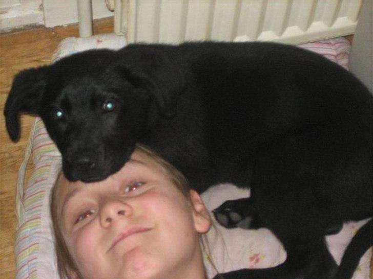 Labrador retriever Molly - And i will always love you<3! billede 2