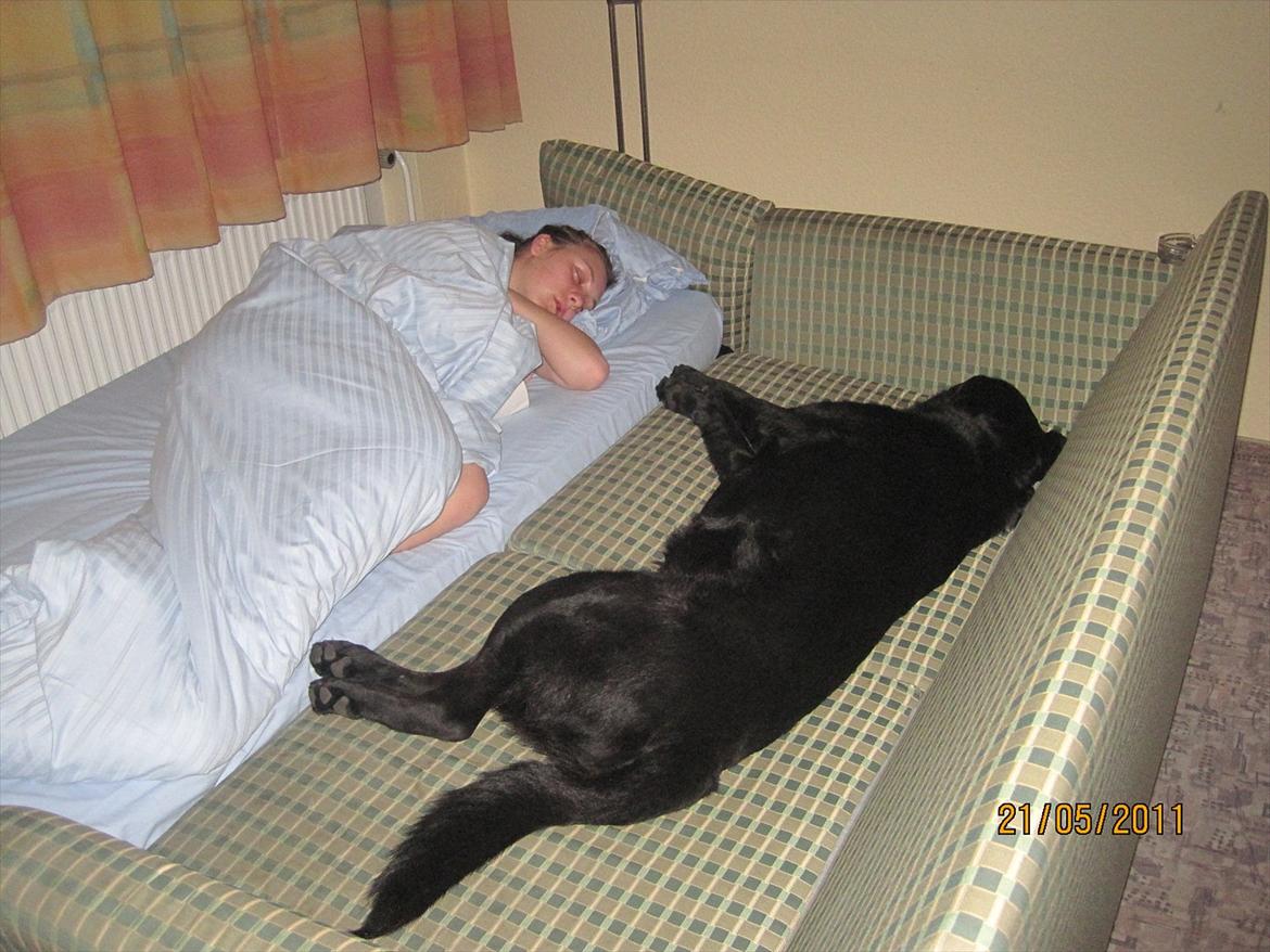 Labrador retriever Molly - ZzZZzZzz mig og molly<3.  billede 3