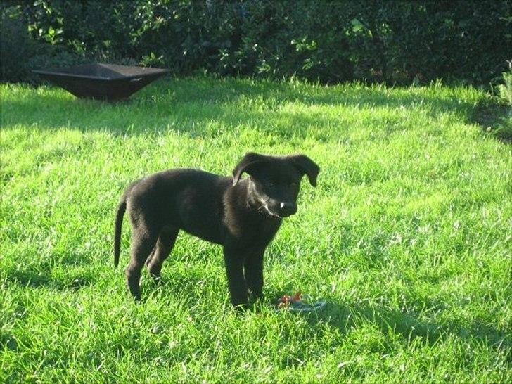 Labrador retriever Molly billede 4