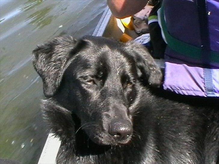 Labrador retriever Molly - På kanotur! Hun nyder livet! billede 5