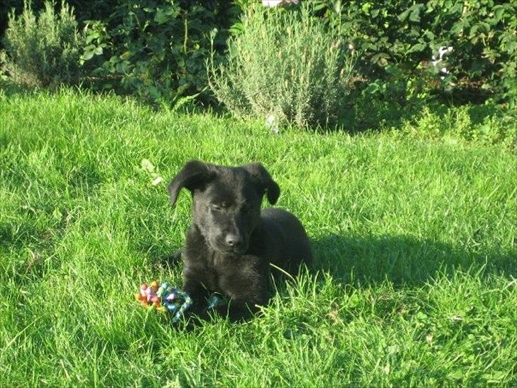 Labrador retriever Molly billede 6