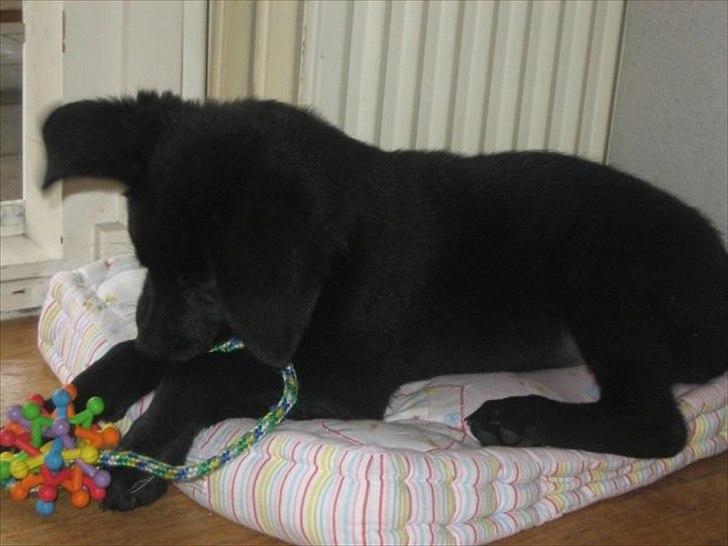 Labrador retriever Molly billede 7