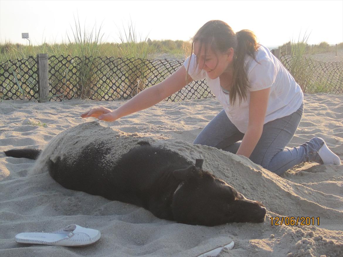 Labrador retriever Molly - Dejlig dag på stranden <3 billede 8