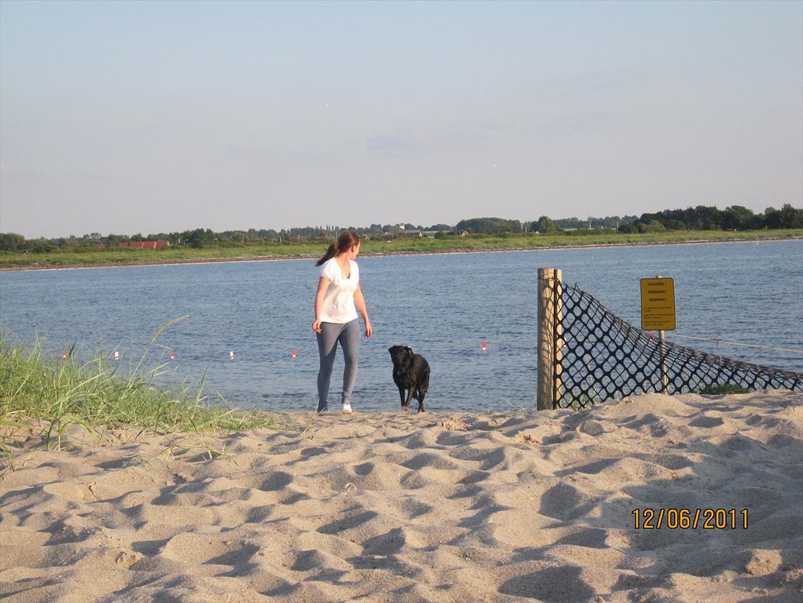 Labrador retriever Molly - Vi kan gå igennem alting bare vi har hinanden Molly<3.  billede 9