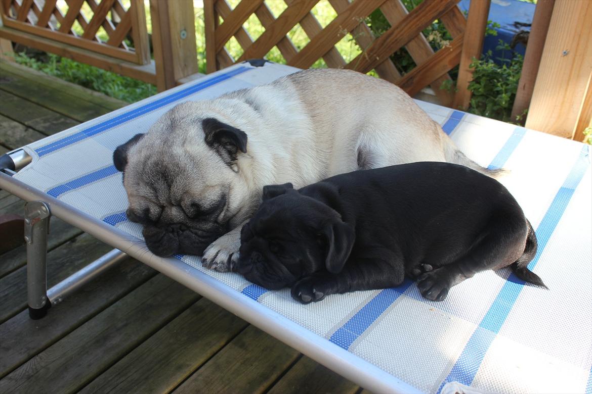 Mops Samson billede 8