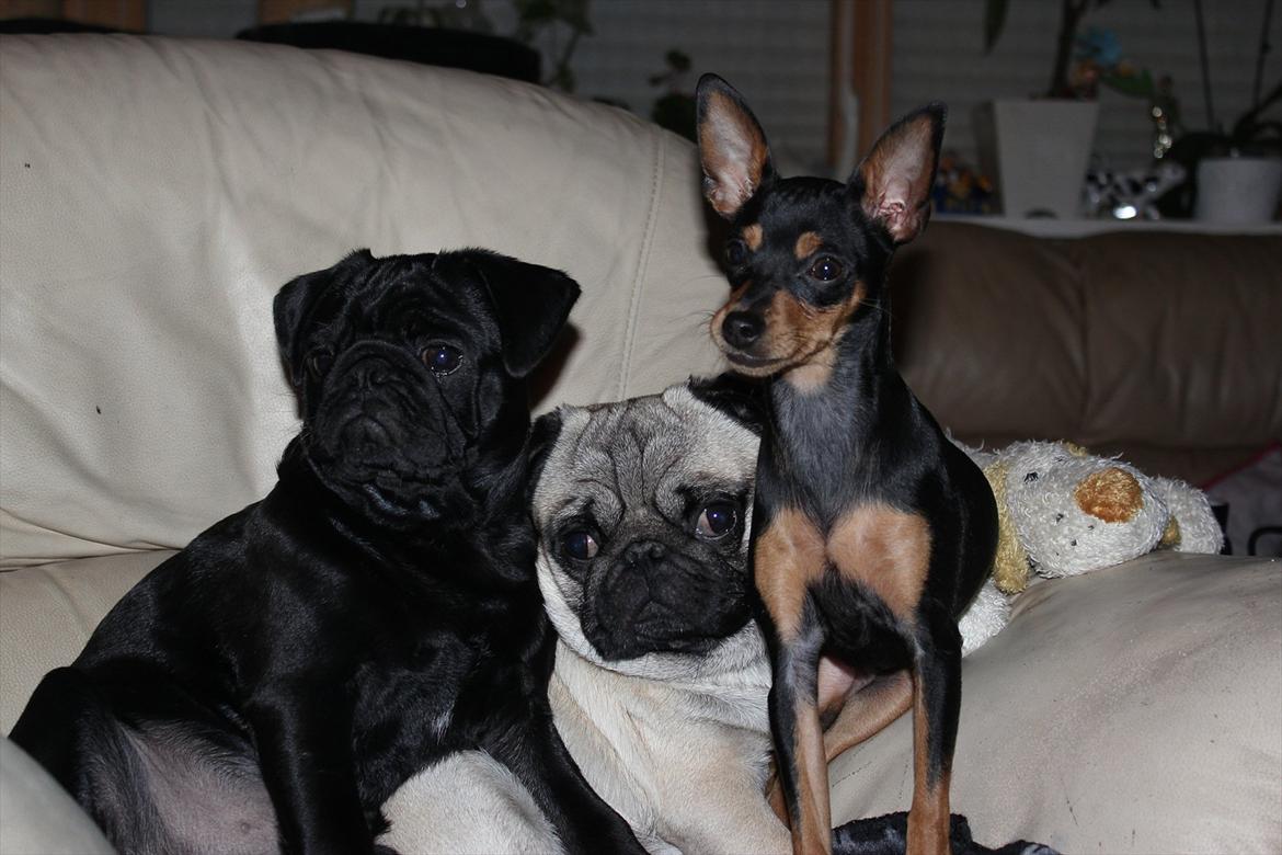 Mops Samson billede 9