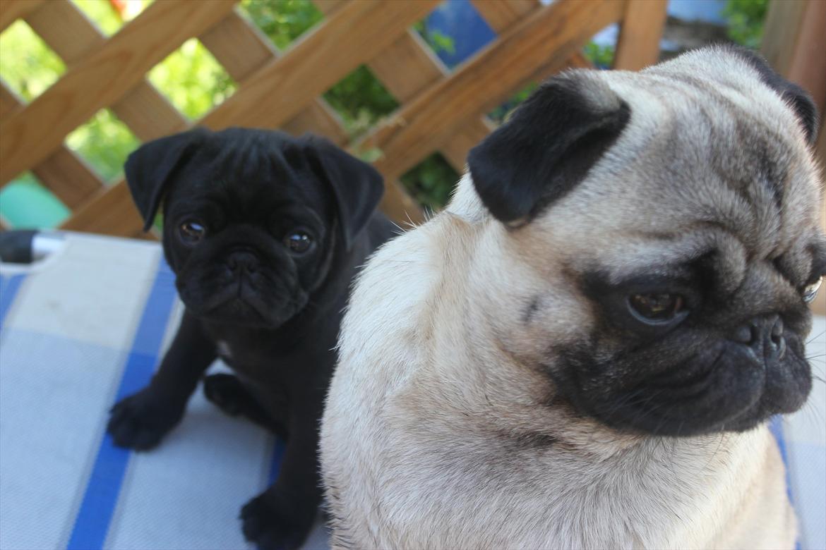 Mops Samson billede 10