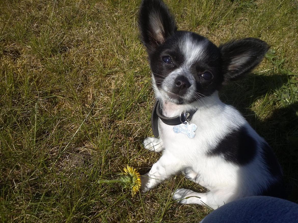Chihuahua Cody - Cody nyder solen i haven :) billede 1
