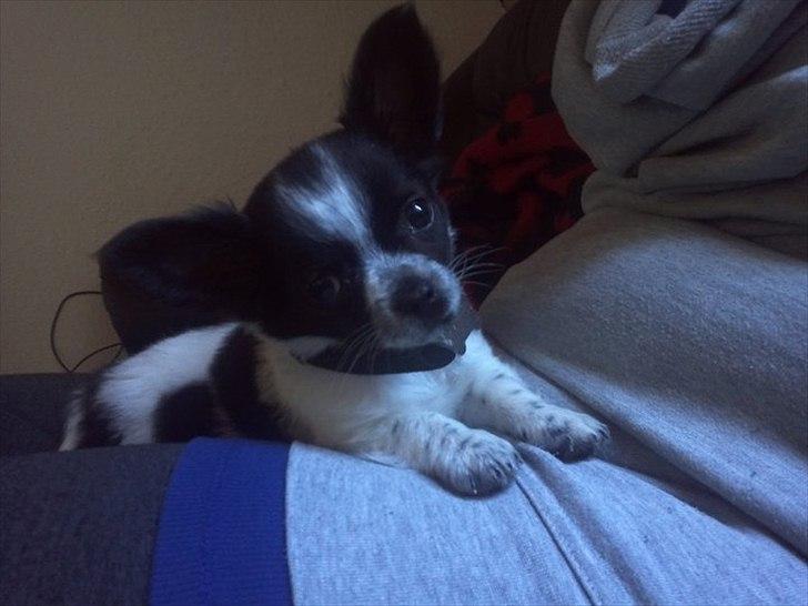 Chihuahua Cody - Han gør det, han er bedst til: at se sød ud :) billede 2