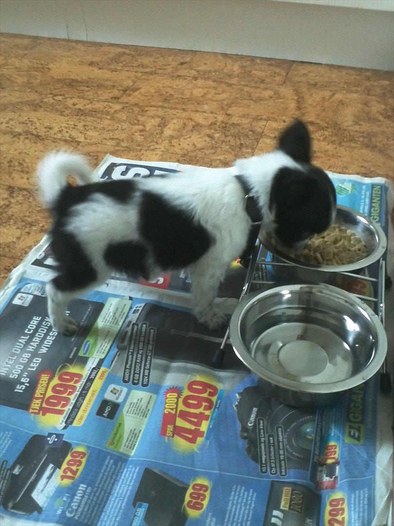 Chihuahua Cody - Et af hans første måltider hjemme :) billede 3